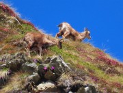 Festa di crocus e camosci sui sentieri per la FORCELLA ROSSA da San Simone-Baita Camoscio – 15magg25 - FOTOGALLERY